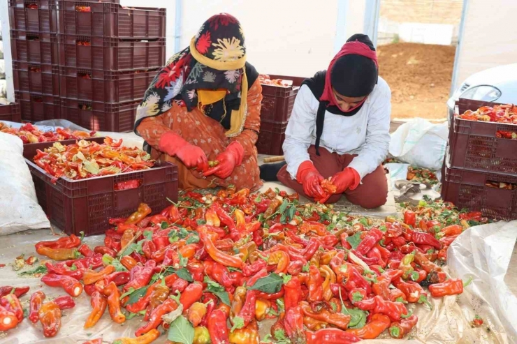 Belediyenin Sera Ve Tarlalarında Biber Hasadı Başladı