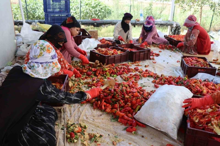 Belediyenin Sera Ve Tarlalarında Biber Hasadı Başladı