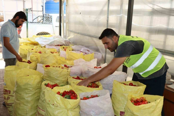 Belediyenin Sera Ve Tarlalarında Biber Hasadı Başladı