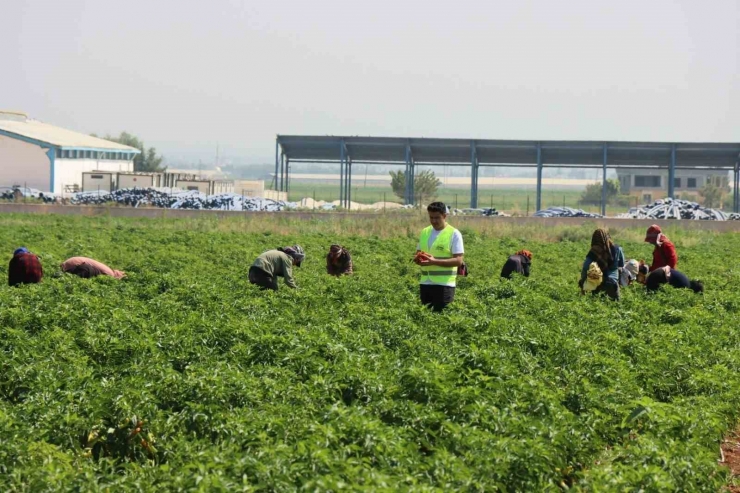 Belediyenin Sera Ve Tarlalarında Biber Hasadı Başladı