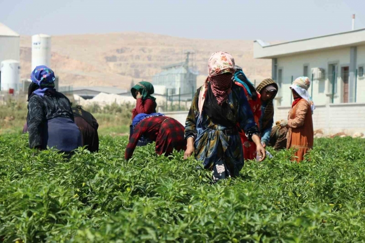 Belediyenin Sera Ve Tarlalarında Biber Hasadı Başladı