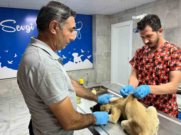 Yenilenen Veterinerlik Hizmetleri Sokak Hayvanlarını İyileştirmeye Devam Ediyor