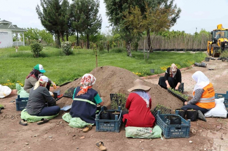 Kayapınar Belediyesi 1 Milyon 500 Bin Bitki Üretmeyi Hedefliyor