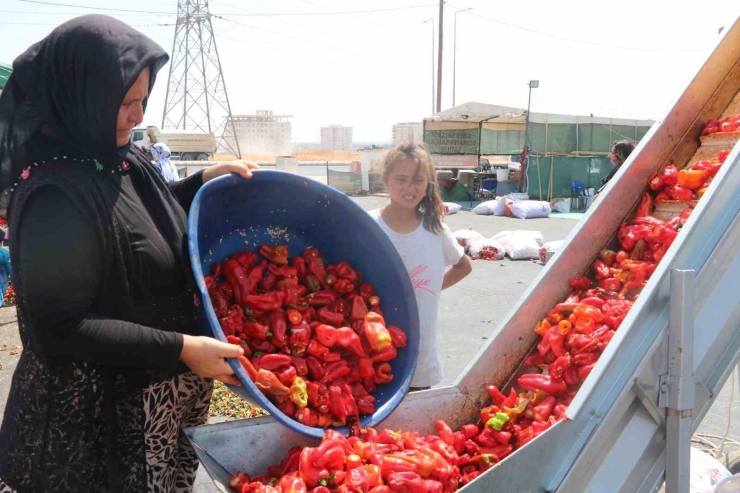 Şanlıurfa’da İsotun Acı Serüveni Başladı