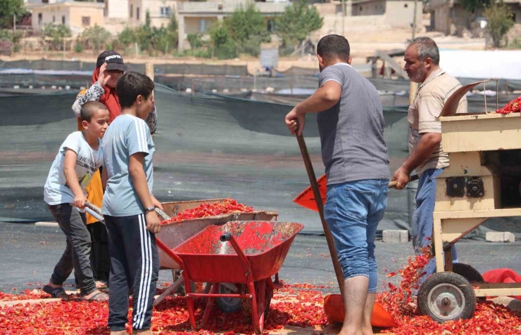 Şanlıurfa’da İsotun Acı Serüveni Başladı