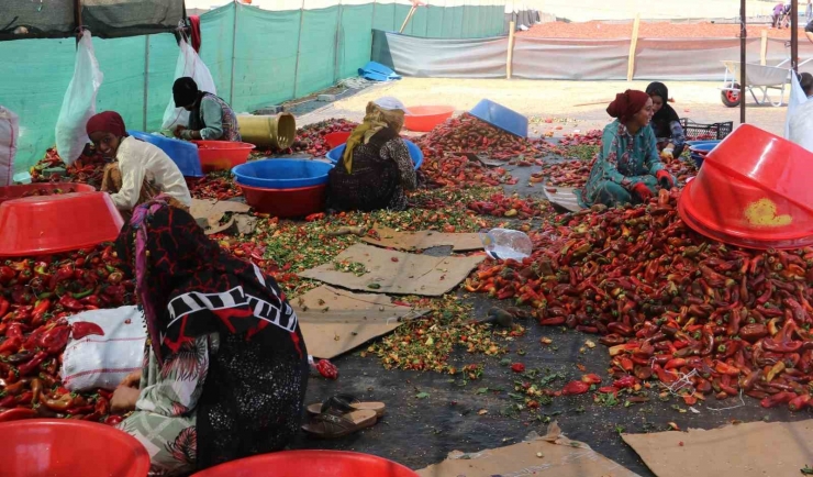 Şanlıurfa’da İsotun Acı Serüveni Başladı