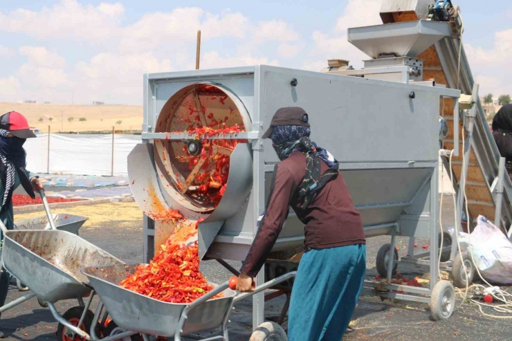 Şanlıurfa’da İsotun Acı Serüveni Başladı