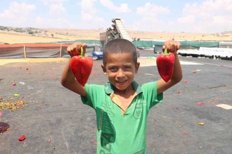 Şanlıurfa’da İsotun Acı Serüveni Başladı