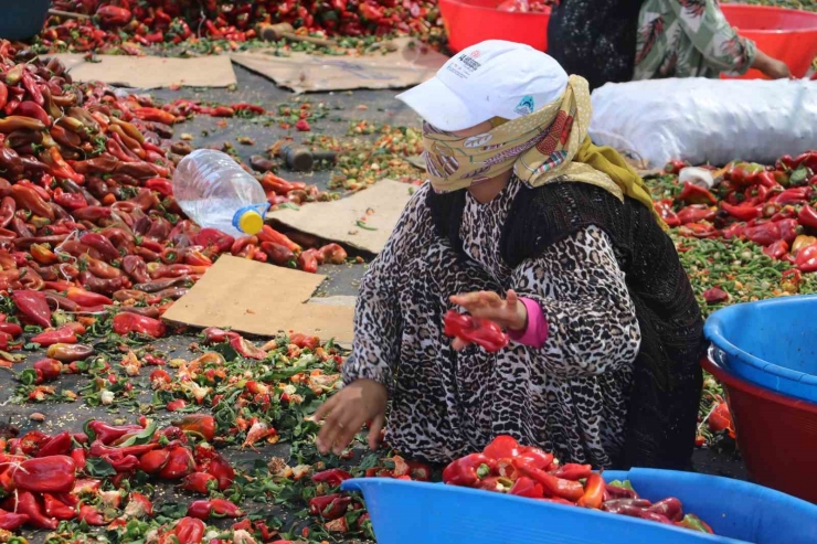 Şanlıurfa’da İsotun Acı Serüveni Başladı