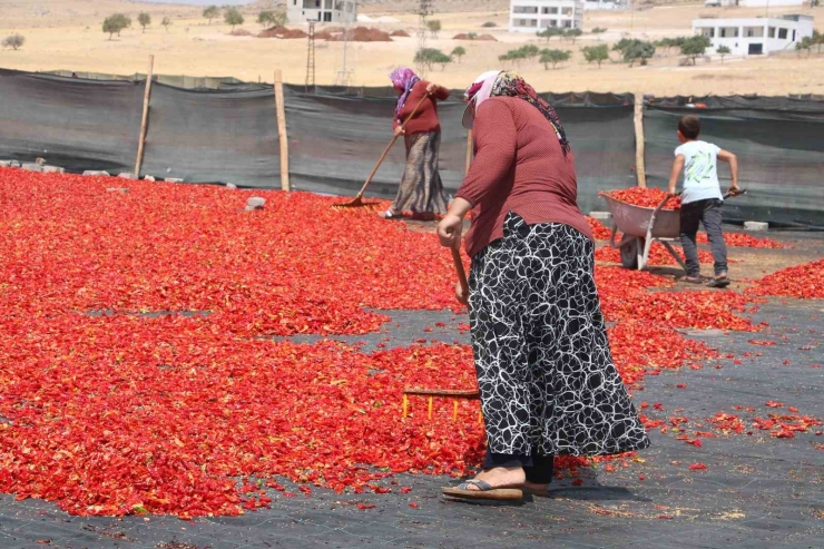 Şanlıurfa’da İsotun Acı Serüveni Başladı