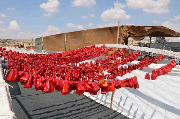 Şanlıurfa’da İsotun Acı Serüveni Başladı