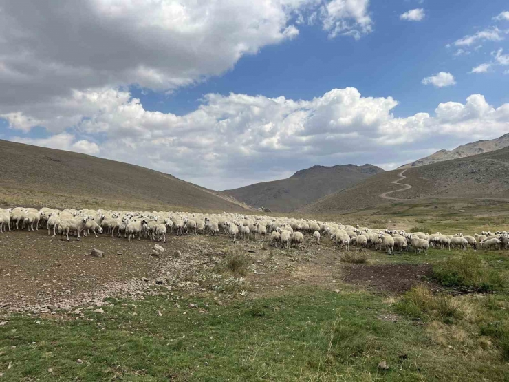 Malatya’da 25 Bin Tl’ye Çoban Bulunamıyor