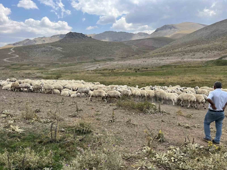 Malatya’da 25 Bin Tl’ye Çoban Bulunamıyor