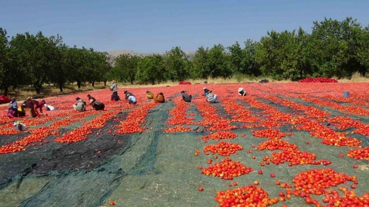 Yüzlerce Dönüm Arazide Kurutulmuş Domatesler İhrac Ediliyor