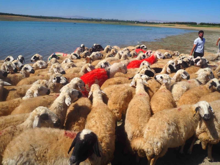 Malatya’da Koç Katımı Şenliği Düzenlendi