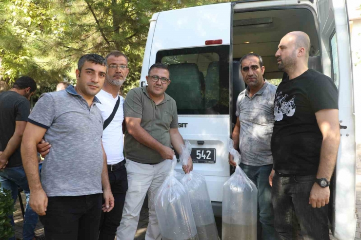 Diyarbakır’da 40 Göl Ve Gölete 2 Milyon 900 Bin Sazan Yavrusu Bırakıldı