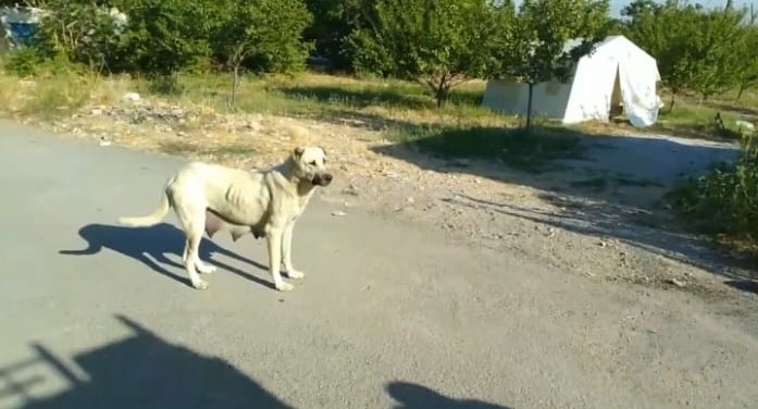 Yavrusu Kurtarılana Kadar Başında Bekledi