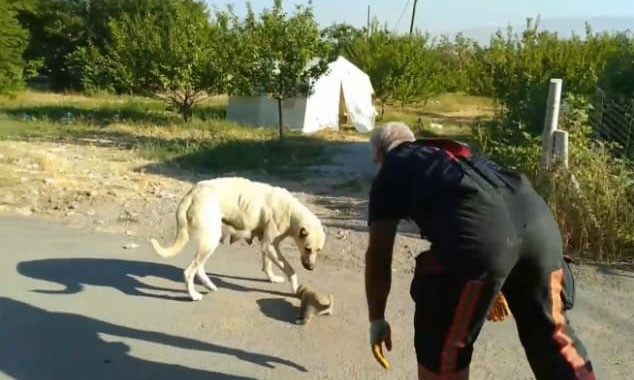 Yavrusu Kurtarılana Kadar Başında Bekledi