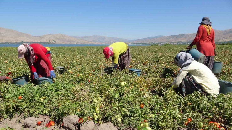 Malatya’da Suların Çekildiği Baraj Sahasında Tarımsal Üretim