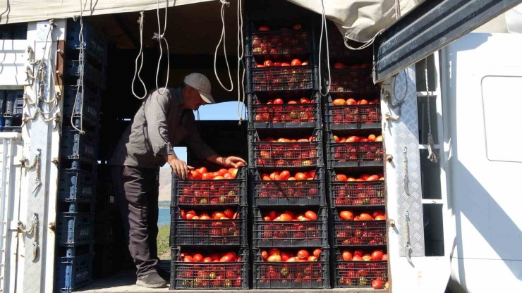 Malatya’da Suların Çekildiği Baraj Sahasında Tarımsal Üretim