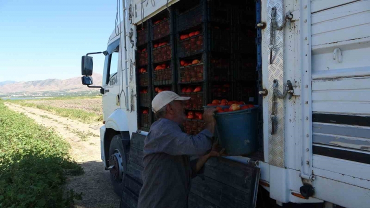 Malatya’da Suların Çekildiği Baraj Sahasında Tarımsal Üretim