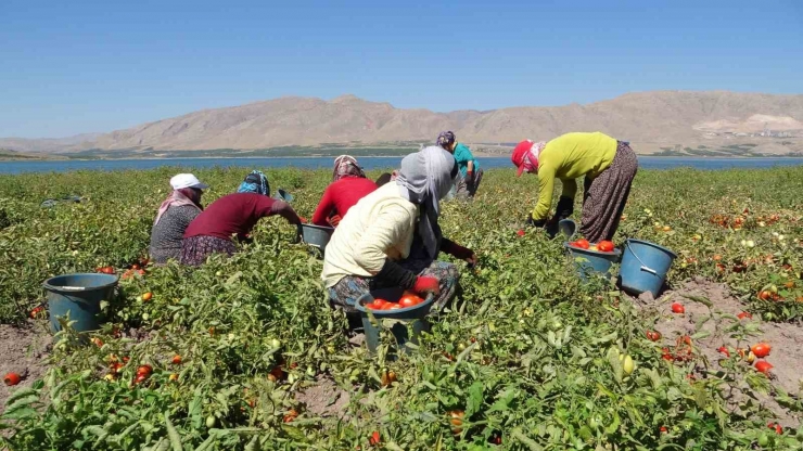 Malatya’da Suların Çekildiği Baraj Sahasında Tarımsal Üretim