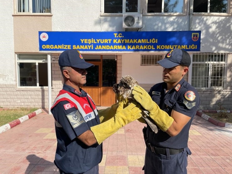 Yaralı Bulunan Şahin Koruma Altına Alındı