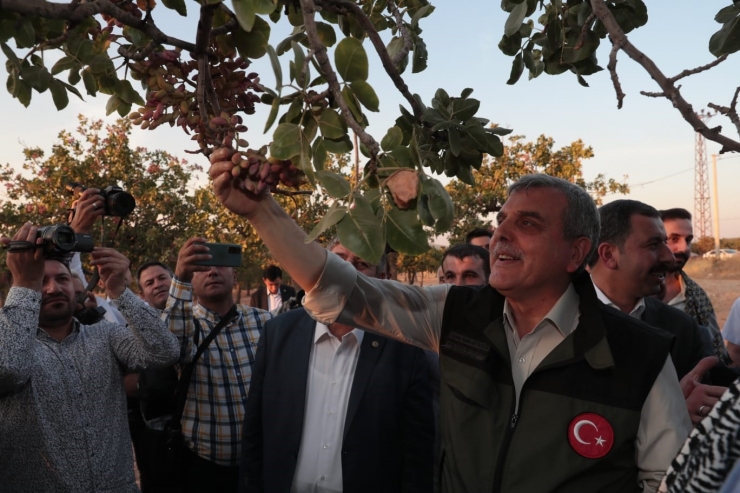 Şanlıurfa’da Fıstık İle İsot Yemeklerde Buluştu