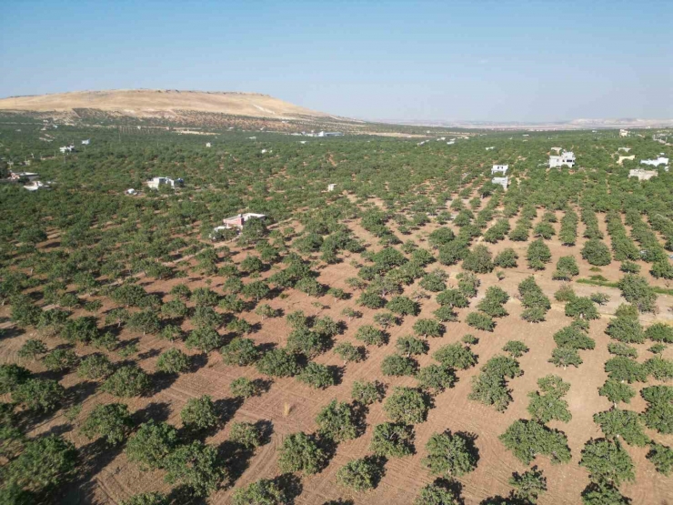 Şanlıurfa’da Fıstık İle İsot Yemeklerde Buluştu