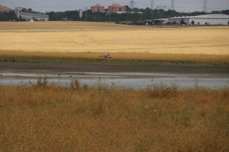 Kuraklık Nedeniyle Diyarbakır’da 300 Kuş Türü Tehdit Altında