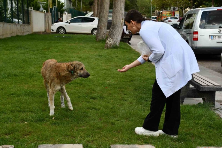 Meslek Liseliler Yemek Artıklarını Kedi Ve Köpek Mamasına Dönüştürüyor