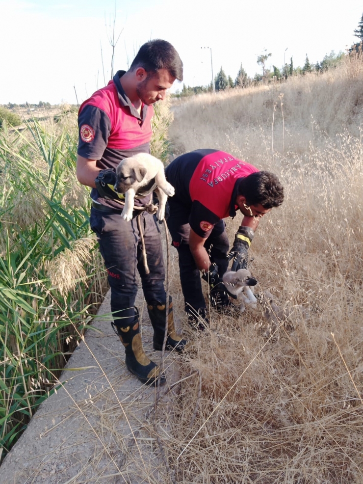 Kurtarılan Yavru Köpeklerin Sevgi Gösterisi Yürekleri Isıttı