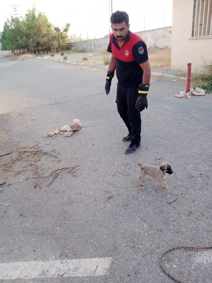 Kurtarılan Yavru Köpeklerin Sevgi Gösterisi Yürekleri Isıttı