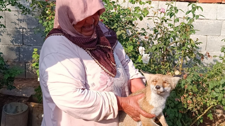 Yolda Bulduğu Yaralı Tilkiyi Evine Götürerek Besledi