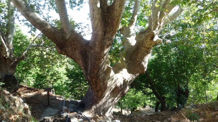 500 Yıllık Anıt Ağacın Levhasına Sehven 100 Yaşında Olduğu Yazıldı