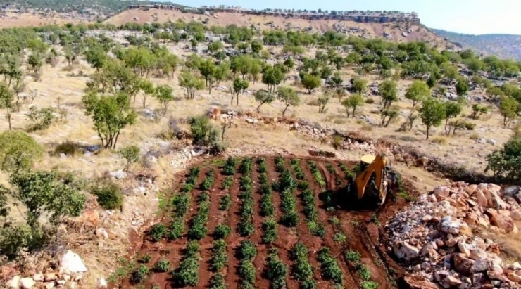 Diyarbakır’da Uyuşturucu Operasyonu: 603 Kilo Esrar, 640 Bin Esrar Bitkisi Ele Geçirildi