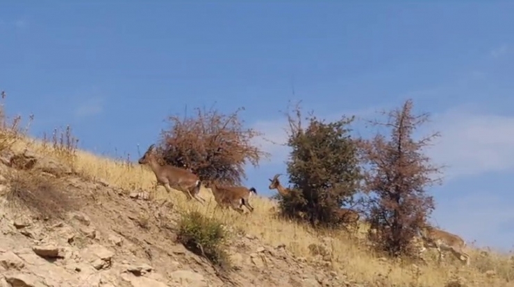 Dağ Keçileri Yerleşim Alanlarına İndi