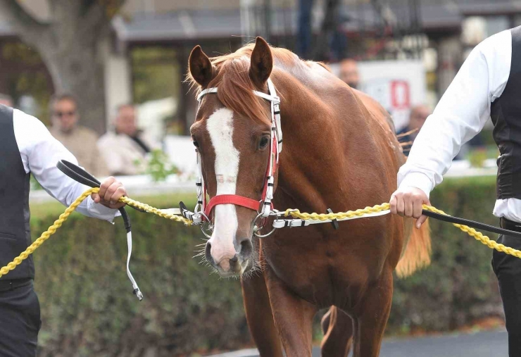 Safkan Arap Tayı 5 Milyona Alıcı Buldu