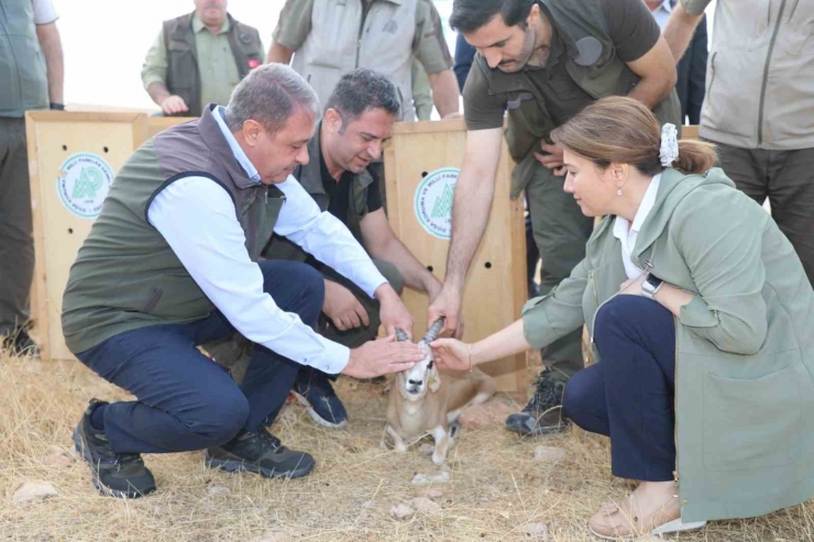 Şanlıurfa’da Yetiştirilen 20 Ceylan Doğaya Salındı