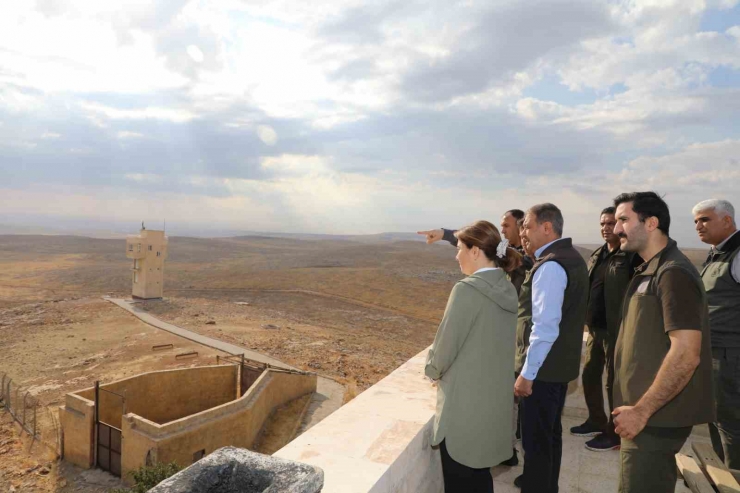 Şanlıurfa’da Yetiştirilen 20 Ceylan Doğaya Salındı