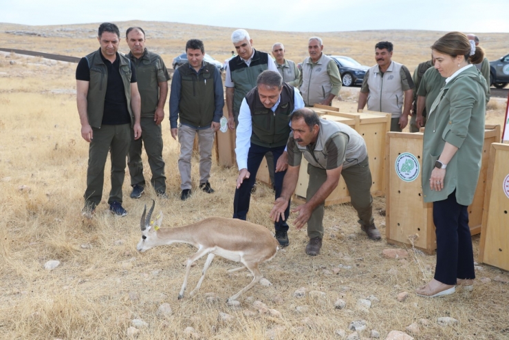 Şanlıurfa’da Yetiştirilen 20 Ceylan Doğaya Salındı