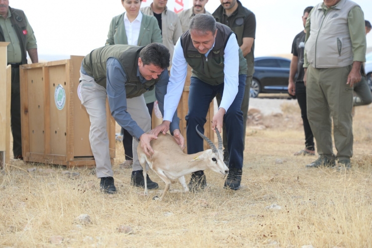 Şanlıurfa’da Yetiştirilen 20 Ceylan Doğaya Salındı