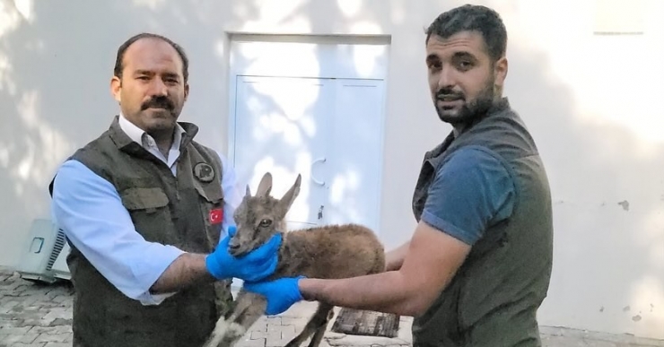 Bitkin Düşen Yavru Dağ Keçisi Tedavi Altına Alındı