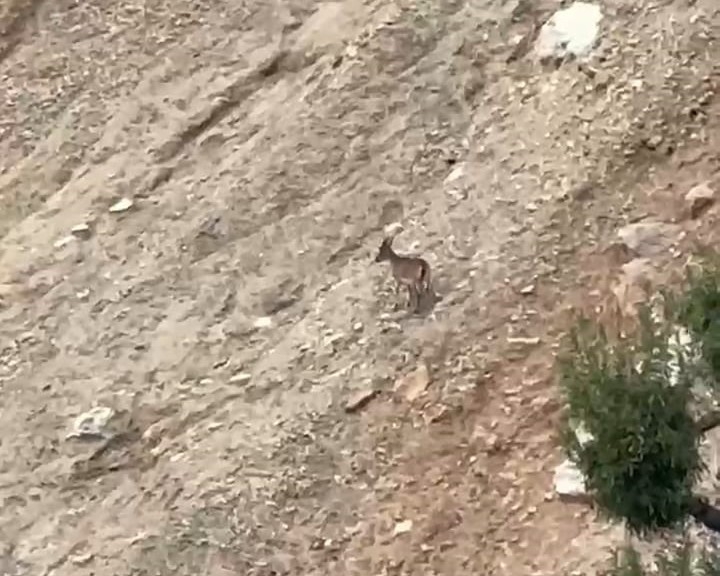 Malatya’da Yaban Keçileri Sürü Halinde Görüntülendi