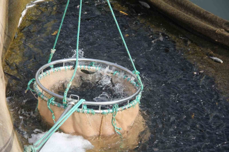 Çat Barajı Soğuk Suyu İle Kafes Balıkçılığının Vazgeçilmezi