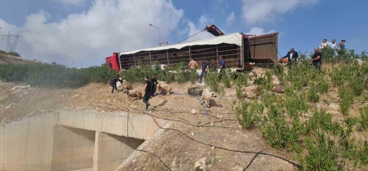 Şanlıurfa’da Koyun Yüklü Tır Devrildi: 80 Koyun Telef Oldu