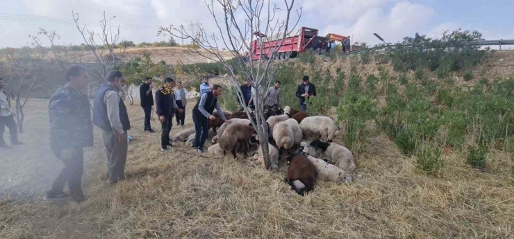 Şanlıurfa’da Koyun Yüklü Tır Devrildi: 80 Koyun Telef Oldu