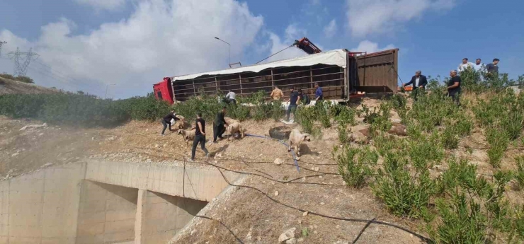 Şanlıurfa’da Koyun Yüklü Tır Devrildi: 80 Koyun Telef Oldu