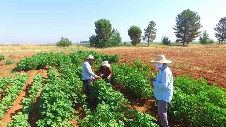 Sıcağa Dayanıklı Yerli Ve Milli Pamuk Geliştiriliyor