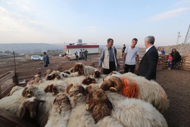 Tahmazoğlu “hayvancılığa Desteğimiz Sürecek”